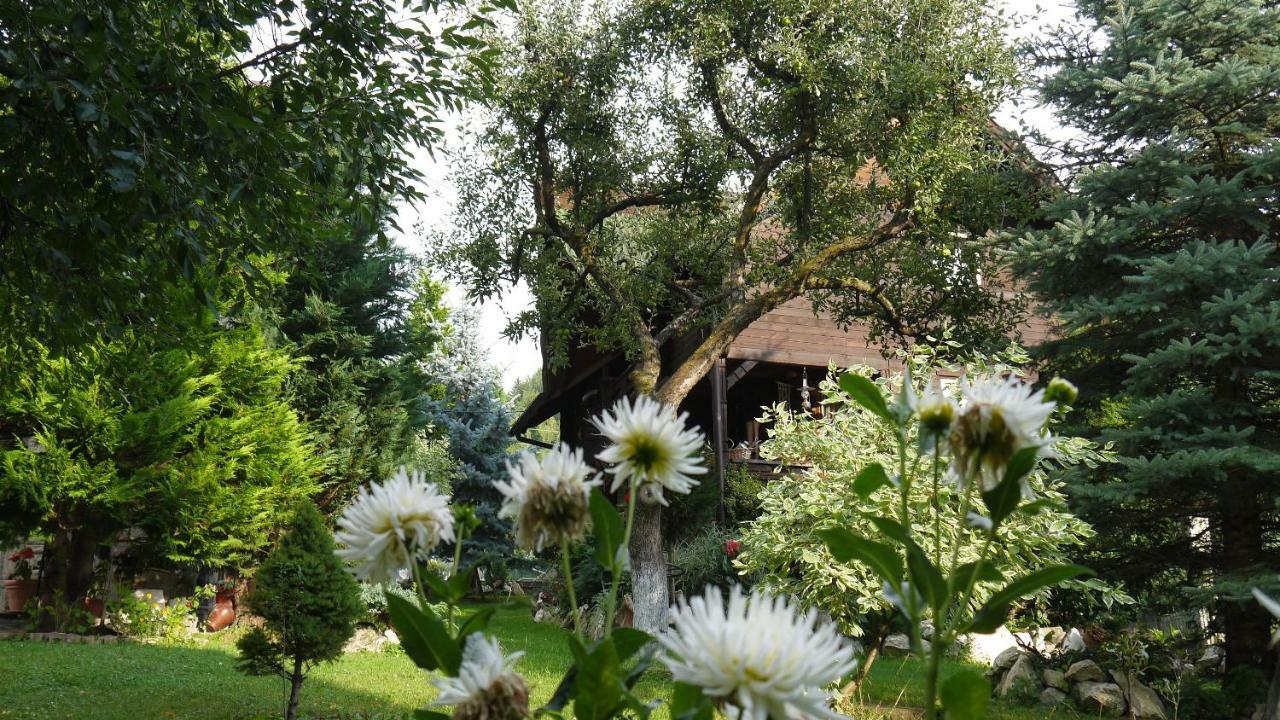 Cabana Rustic Borşa Εξωτερικό φωτογραφία